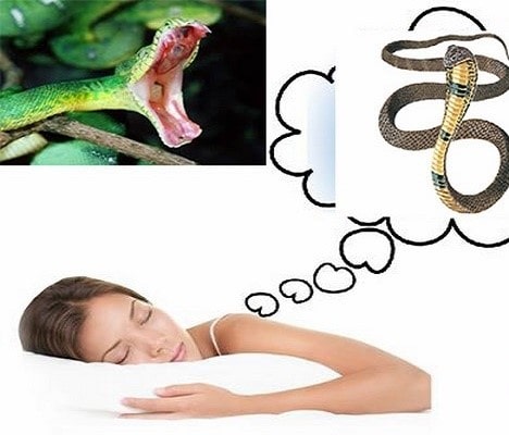 Bà bầu nằm mơ thấy rắn
