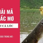Nằm mơ thấy bắt cá lóc, cá chuối, cá quả là điềm gì?